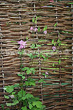 Aquilegia (Columbine)