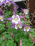 Aquilegia (Columbine)