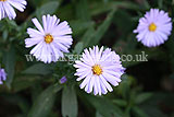 Aster amellus