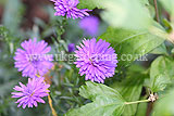 Aster novi-belgii 'Marie Ballard'