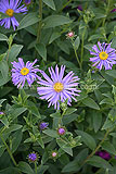 Aster amellus 'King George' [AGM]