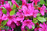 Azalea