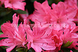 Azalea