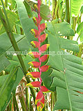 Heliconia rostrata (Hanging lobster claw, False bird of paradise)