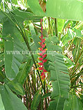 Heliconia rostrata (Hanging lobster claw, False bird of paradise)