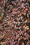 Fagus sylvatica (European beech, Common Beech) hedge