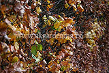 Fagus sylvatica (European beech, Common Beech) hedge