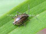 Summer chafer (Amphimallon solstitialis)