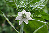Capsicum annuum (Bell pepper) - growing in the greenhouse