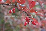 Berberis thunbergii f. atropurpurea 'Harlequin' (Berberis, Purple berberis, Barberry, Purple Japanese barberry)