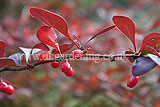 Berberis thunbergii f. atropurpurea 'Harlequin' (Berberis, Purple berberis, Barberry, Purple Japanese barberry)