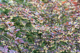 Berberis thunbergii f. atropurpurea 'Harlequin' (Berberis, Purple berberis, Barberry, Purple Japanese barberry)