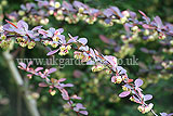 Berberis thunbergii f. atropurpurea 'Harlequin' (Berberis, Purple berberis, Barberry, Purple Japanese barberry)