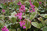 Bergenia cordifolia (Heart-leaf bergenia, Elephant ears)