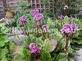 Bergenia syn. Megasea (Saxifragaceae)