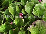 Bergenia syn. Megasea (Saxifragaceae)