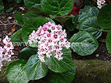 Bergenia 'Baby Doll' (Elephant's ears)