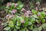 Bergenia cordifolia syn. Megasea (Saxifragaceae)