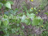 Betula pendula (Birch)