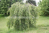 Betula pendula 'Youngii' (Young's weeping birch)