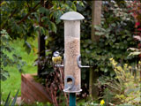 Blue tit on feeding station