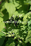 Blackfly on philadelphus