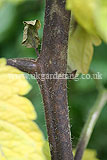 Blight on tomatoes