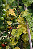 Blight on tomatoes