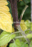 Blight on tomatoes