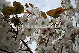 Malus sylvestris (Crab apple) blossom