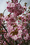 Prunus serrulata 'Kanzan' AGM (cherry, blossom)