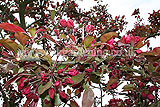 Malus sylvestris (Crab apple) blossom