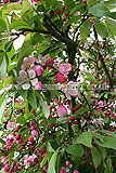 Malus sylvestris (Crab apple) blossom