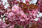 Prunus serrulata 'Kanzan' AGM (cherry, blossom)