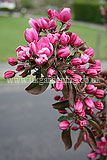 Malus sylvestris (Crab apple) blossom