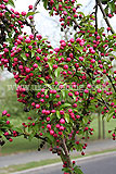 Malus sylvestris (Crab apple) blossom