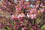 Prunus serrulata (cherry, blossom)