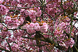 Prunus serrulata (cherry, blossom)