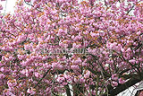 Prunus serrulata (cherry, blossom)