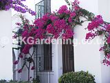 Bougainvillea glabra