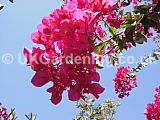 Bougainvillea glabra