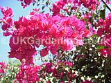 Bougainvillea glabra