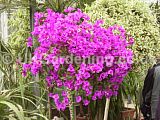 Bougainvillea 'Purple-Robe'