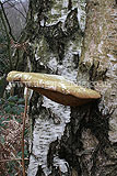 Piptoporus betulinus (Birch polypore, bracket or birch fungus )