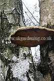 Piptoporus betulinus (Birch polypore, bracket or birch fungus )