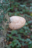 Piptoporus betulinus (Birch polypore, bracket or birch fungus )