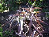 Bromeliaceae (Bromeliad)