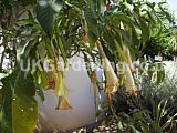 Brugmansia aurea (Angel's trumpet, trumpet flower, horn of plenty, Golden Angel's Trumpet)