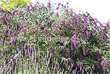 Buddleia, butterfly bush