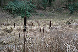 Typha latifolia (Bulrush)